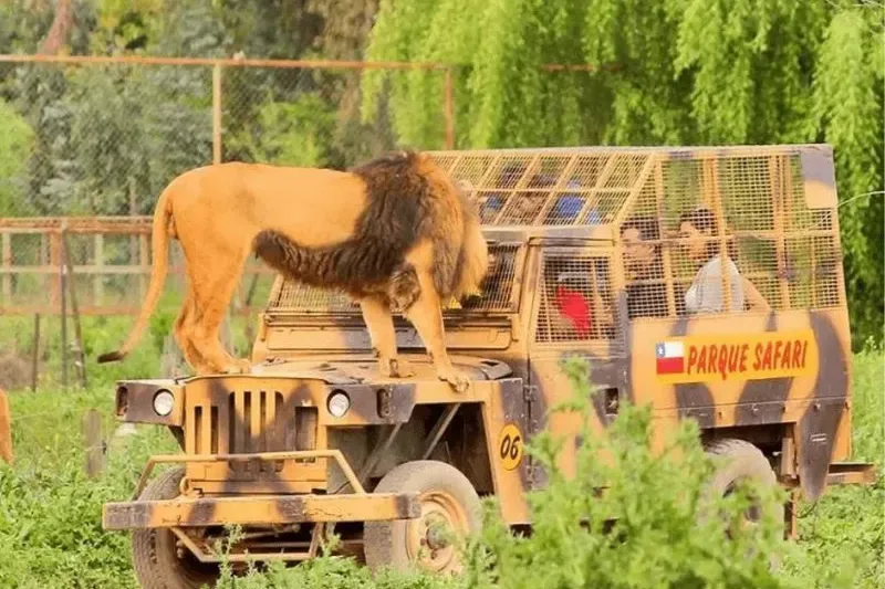 Leão de pé sobre o capô do jipe blindado do Parque Safari, com visitantes olhando de dentro, atrás das grades
